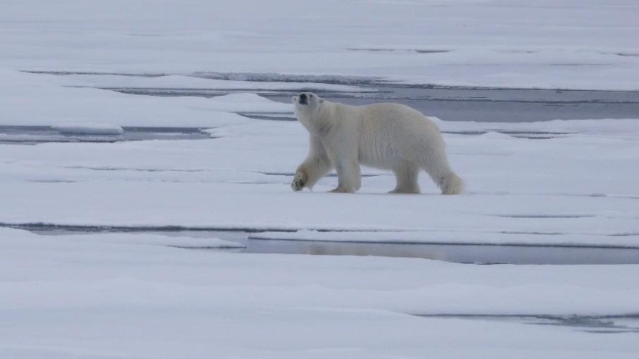Wildlife at the edge of the pack ice