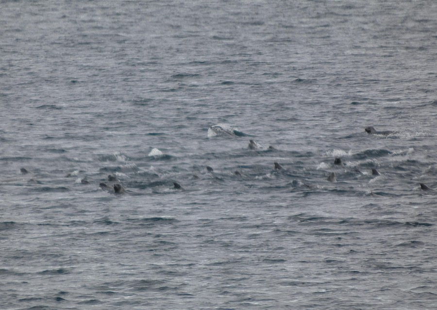 Seals!