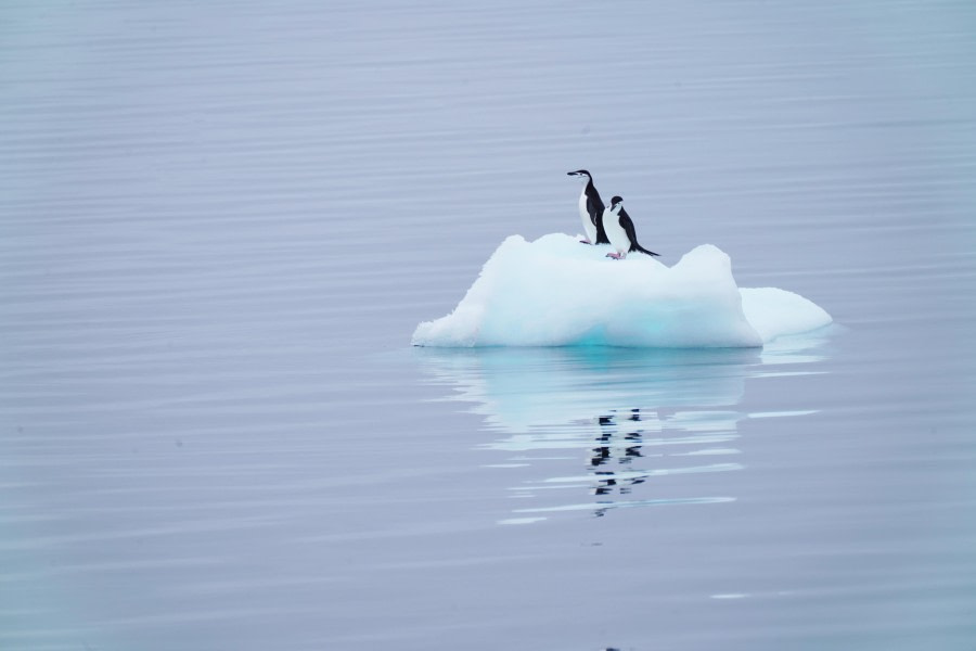 Seals and Penguins chatting