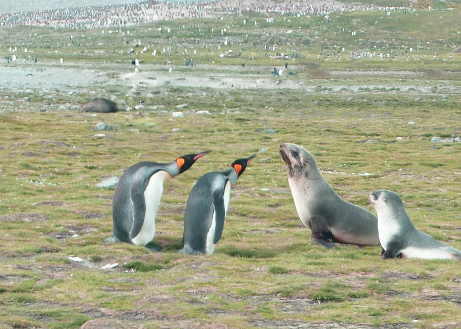 Seals and Penguins chatting
