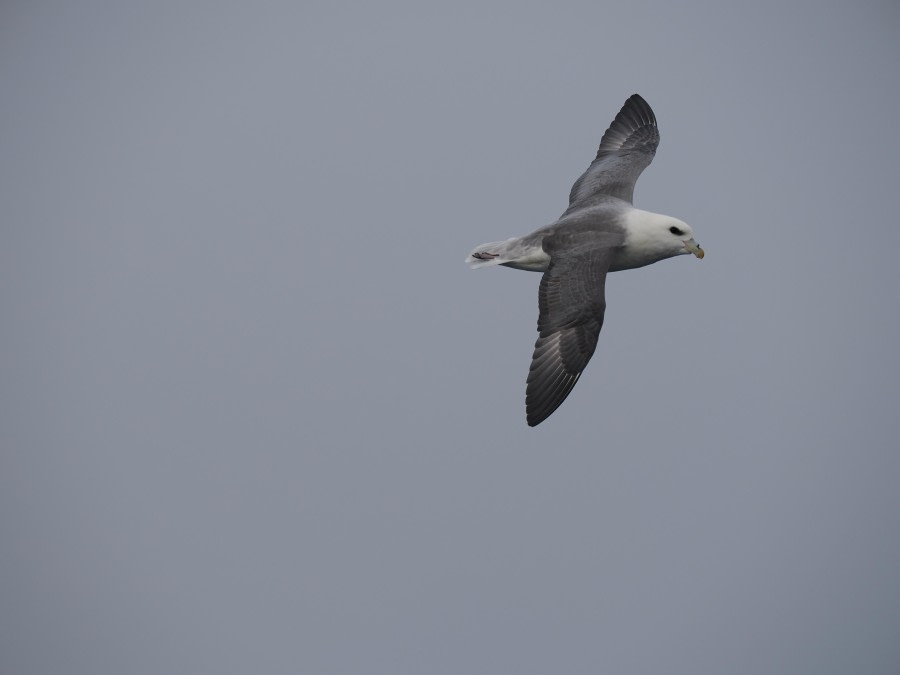 At Sea, Denmark Strait