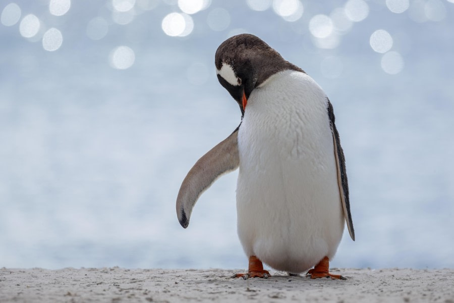 Preen!