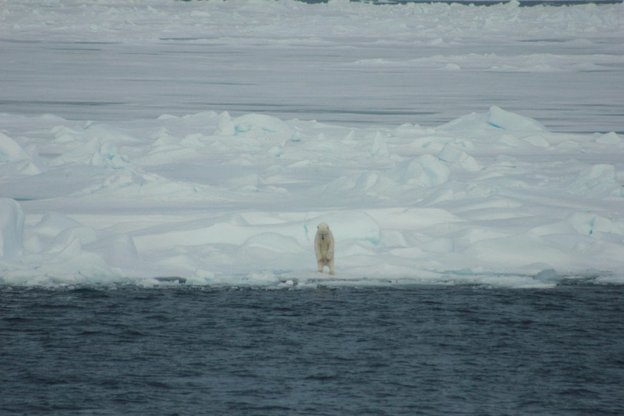 Pack Ice, north of Svalbard