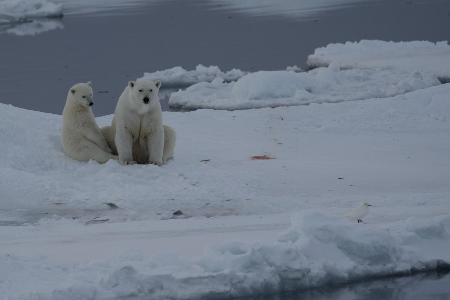 Polar Cuddle