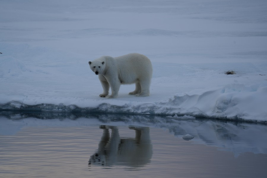 Polar Bear