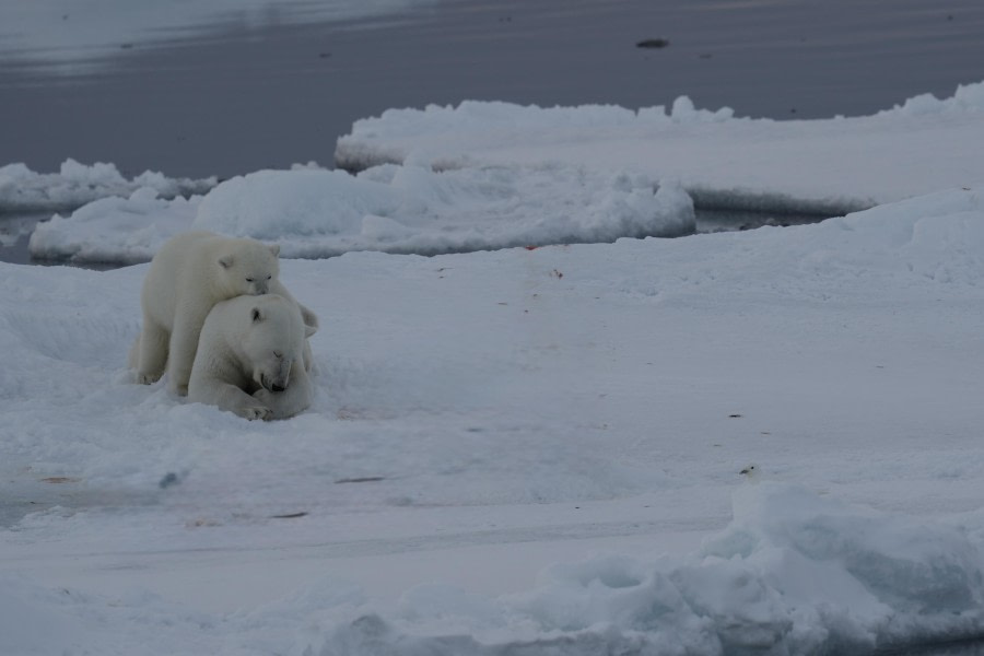Polar Beat