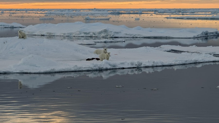 Eisbär