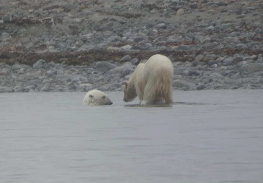 Mum & Cub