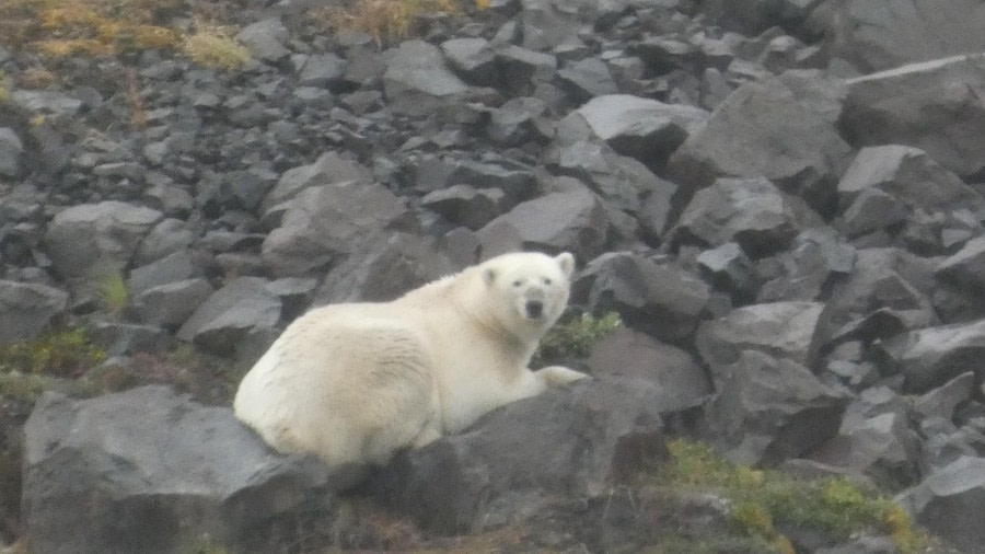 polarbear