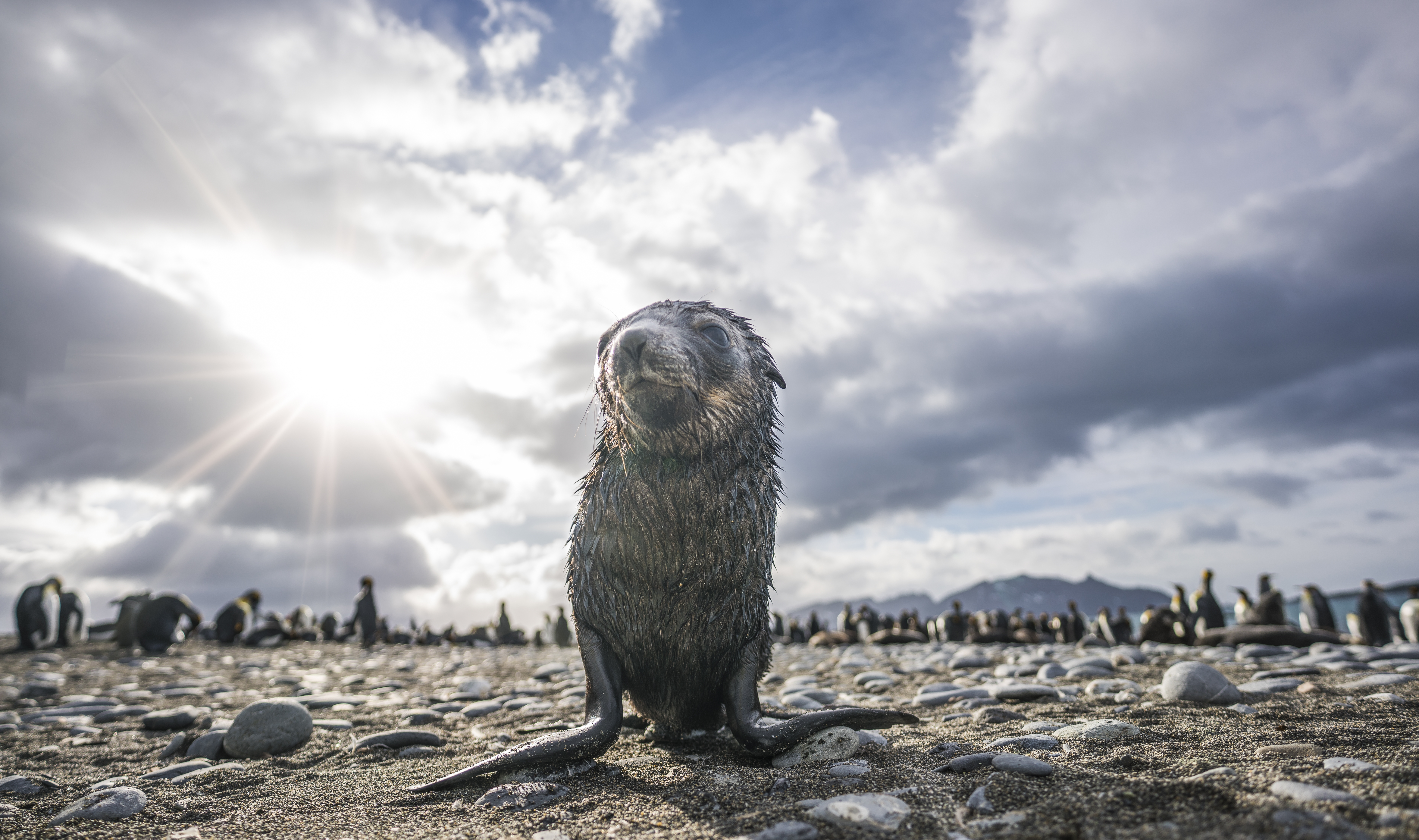 Falkland Islands - South Georgia - Antarctic Peninsula