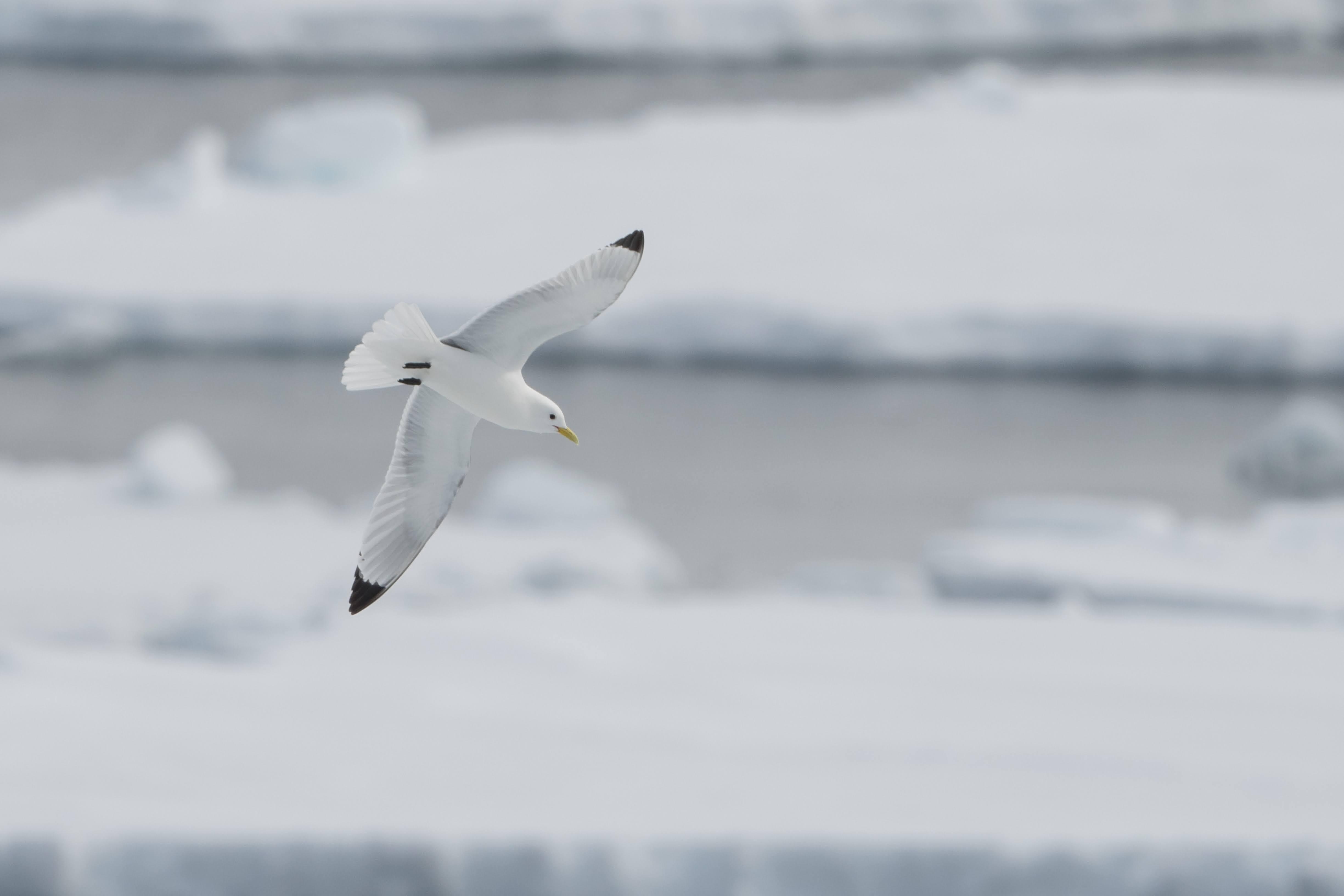Arctic Ocean - Fair Isle, Jan Mayen, Ice Edge, Spitsbergen, Birding
